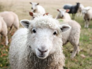 le sheep coaching, modalité de coaching d'organisation