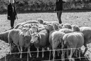 Les moutons à la Bergerie nationale de Rambouillet, où travaille François Vergonjeanne, coach d'organisation